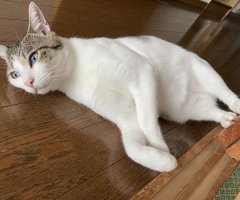 ネコ写真