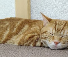 ネコ写真