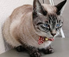 ネコ写真