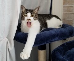 ネコ写真
