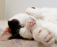 ネコ写真