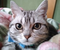 ネコ写真