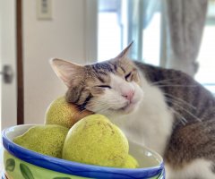 ネコ写真