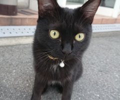 ネコ写真