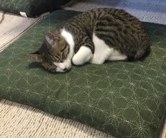 ネコ写真