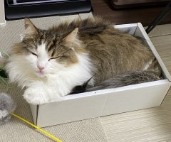 ネコ写真