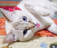 ネコ写真