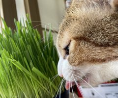 ネコ写真