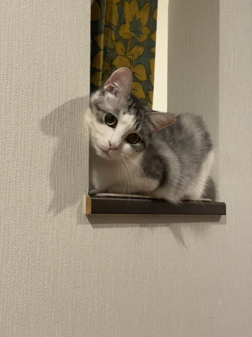 お父さんの歯磨き観察中👀らん❣️ - かわいい猫写真u0026猫画像の投稿 