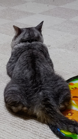 お尻がペタ っと かわいい猫写真 猫画像の投稿サイト ネコジルシ