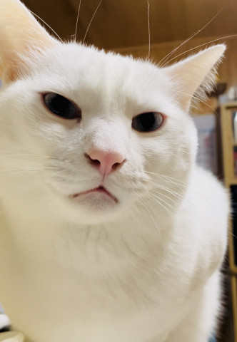 拗ねる猫 かわいい猫写真 猫画像の投稿サイト ネコジルシ