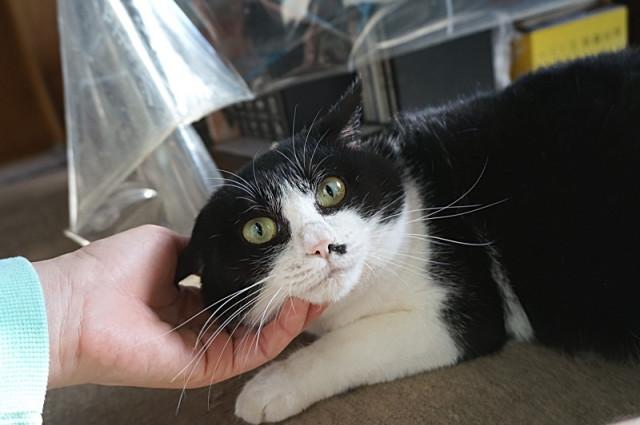 正面顔 かわいい猫写真 猫画像の投稿サイト ネコジルシ