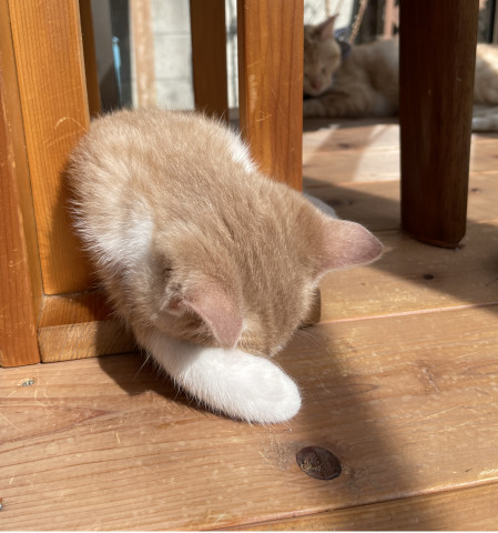 狭いところ落ち着く かわいい猫写真 猫画像の投稿サイト ネコジルシ