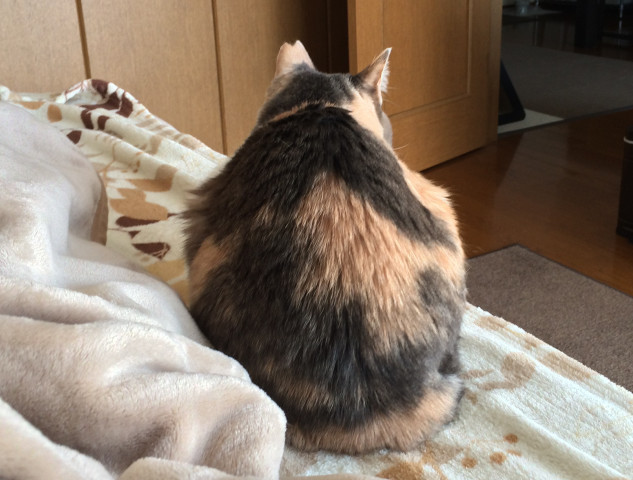お尻 かわいい猫写真 猫画像の投稿サイト ネコジルシ