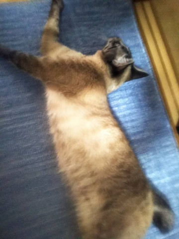 ロコ ソラーレ おめでとうバンザイ かわいい猫写真 猫画像の投稿サイト ネコジルシ