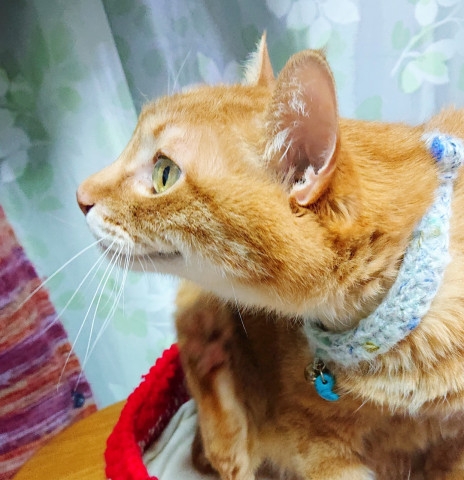 ピースの微笑み かわいい猫写真 猫画像の投稿サイト ネコジルシ ピースの微笑み かわいい猫写真 猫画像の投稿サイト ネコジルシ