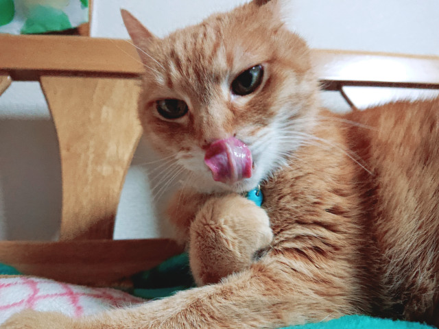 クリームパンでペロッ かわいい猫写真 猫画像の投稿サイト ネコジルシ