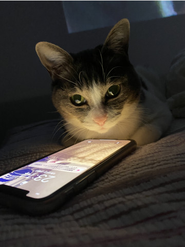 寝る前はsnsチェックが日課 かわいい猫写真 猫画像の投稿サイト ネコジルシ 寝る前はsnsチェックが日課 かわいい猫写真 猫画像の投稿サイト ネコジルシ