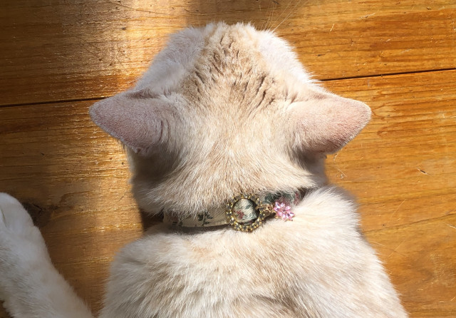 後頭部 かわいい猫写真 猫画像の投稿サイト ネコジルシ