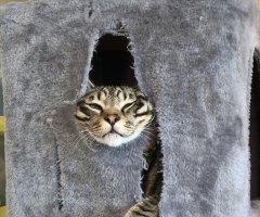 猫写真