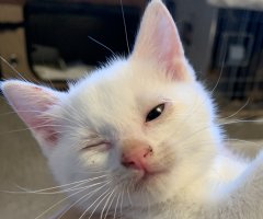 猫写真