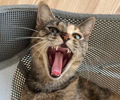ネコ写真