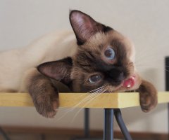 ネコ写真