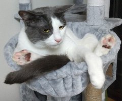 ネコ写真