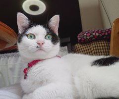 ネコ写真