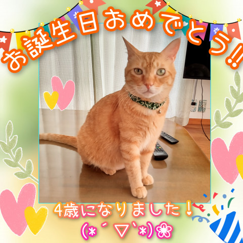 とと お誕生日おめでとう ﾉ ﾉ かわいい猫写真 猫画像の投稿サイト ネコジルシ