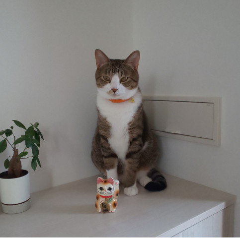 【kirin】せか猫、リアル 子猫おじさん、リアル子猫にブチキレ My 3rd-cat scolded the