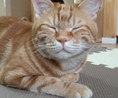 ネコ写真