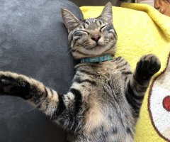 ネコ写真