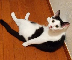 ネコ写真