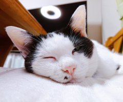 ネコ写真
