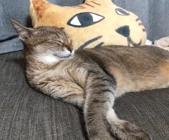 ネコ写真