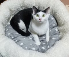 ネコ写真