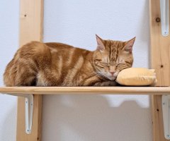ネコ写真