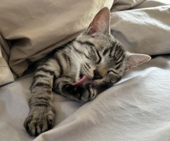 猫写真
