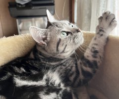 猫写真