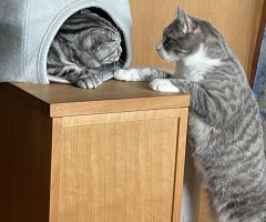 猫写真