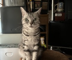 猫写真