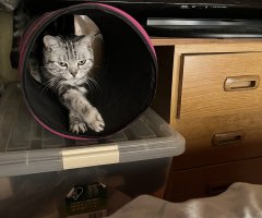 猫写真