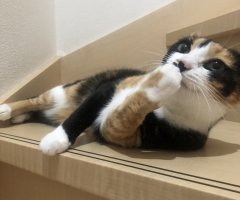 猫写真