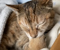 猫写真