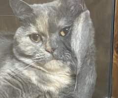 猫写真