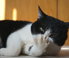 猫写真