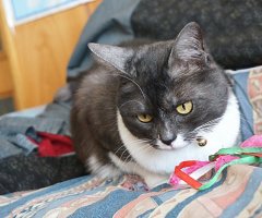 猫写真