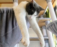 猫写真