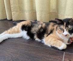 猫写真